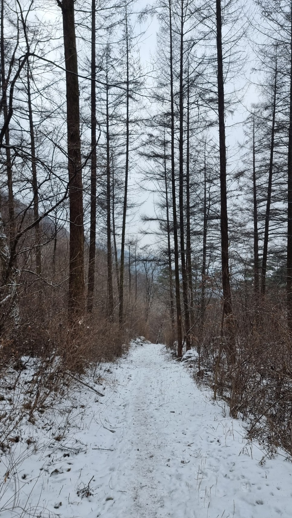 소백산 등산, 화이트 크리스마스 이브 눈꽃 산행 (어의곡~율전 원점회귀)