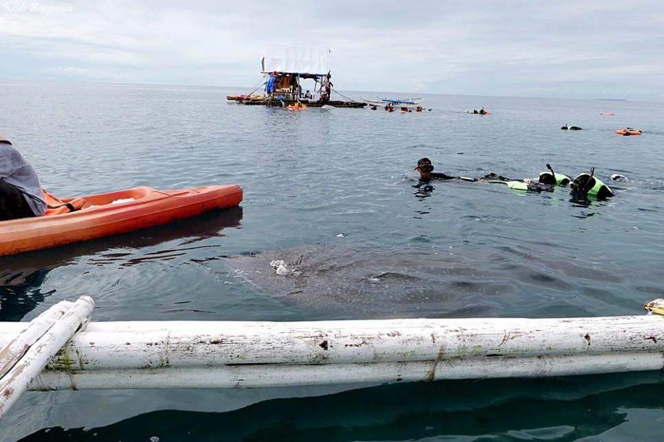 필리핀 보홀 고래상어 투어 가격 필리핀 보홀 여행 스노클링