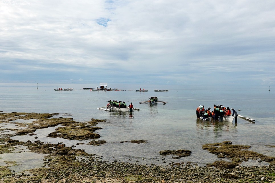 필리핀 보홀 고래상어 투어 가격 필리핀 보홀 여행 스노클링