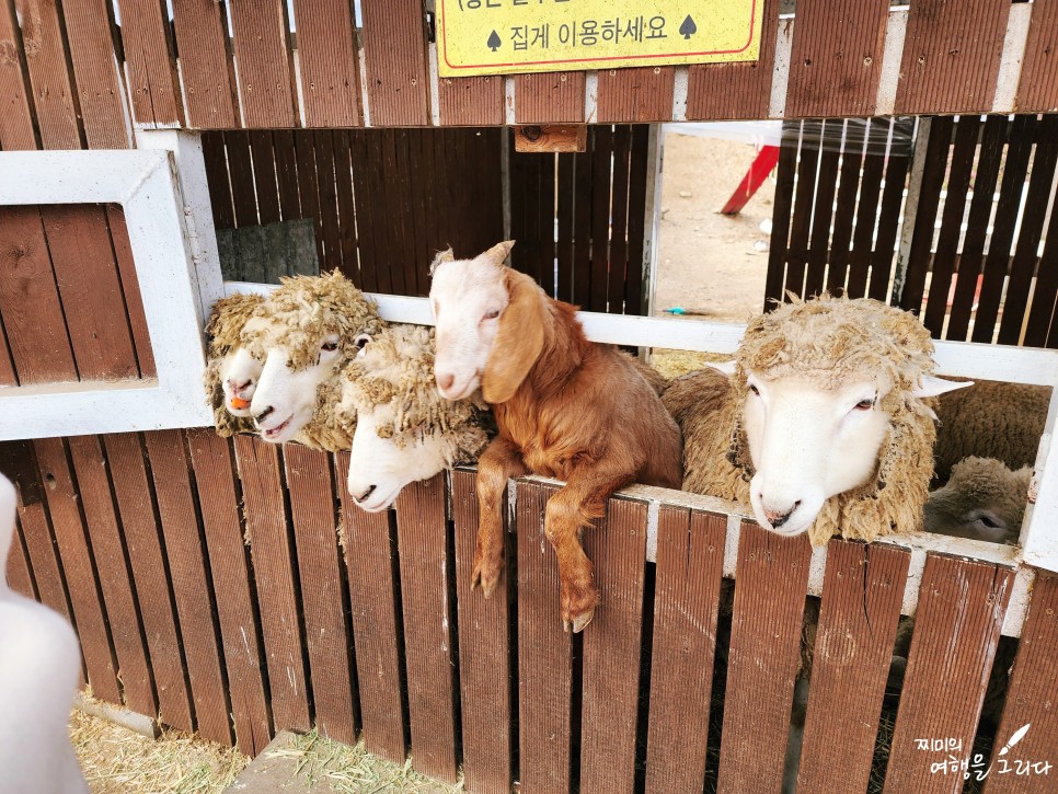 여주 은아목장 여행 가볼만한곳 서울근교 동물 먹이주기 체험 카페