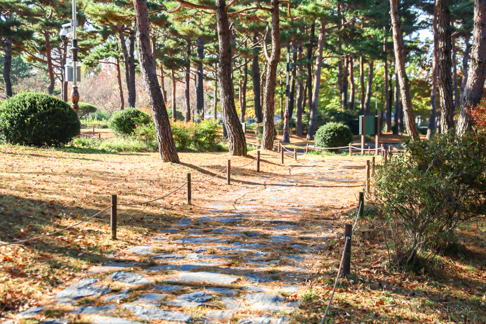 대전 여행 시내 나들이 산책로 명소 한밭수목원 대전 관광지 가을