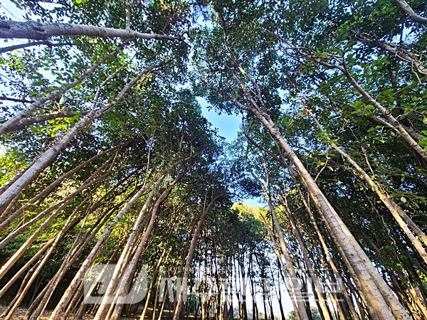 산림르네상스 꿈꾼다..제주시, 올해 600만 그루 나무심기 목표 초과 달성