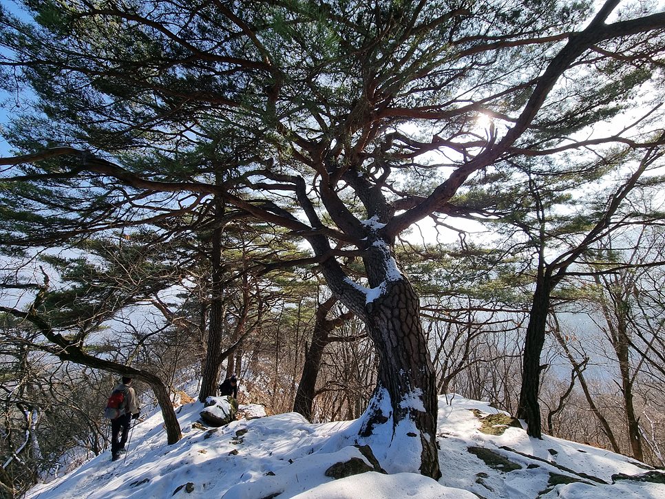 [월악산국립공원] 월악산, 은은한 운해와 명품송이 어우러진 겨울 비경을 즐기다 (12월 최종)