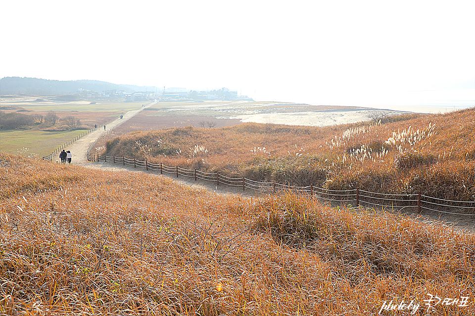 충남 여행 태안 신두리해안사구 사막 태안 신두리해수욕장