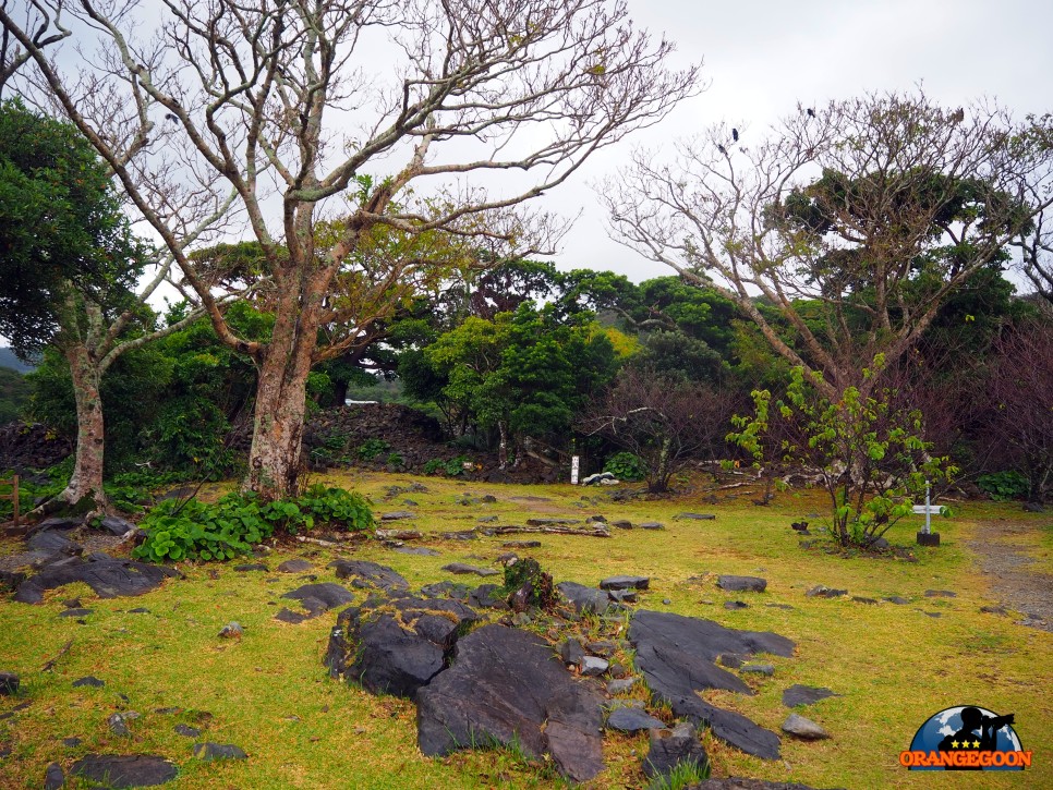 (일본 오키나와 / 나키진 성터) 오키나와의 만리장성? 독특한 매력을 가진 긴 성벽을 만날 수 있는 곳. 유네스코 세계문화유산 今歸仁城跡