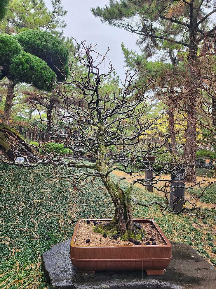 겨울 제주여행 추천 제주 한림공원 제주도 가볼 만한 곳