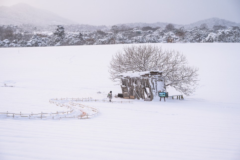 [전라도 고창 가볼 만한 곳] 보리나라 학원농장 고창 학원농장 청보리 밭 설경 겨울 여행