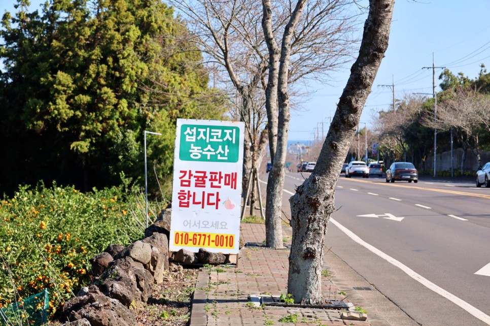 제주도 서귀포 감귤체험 제주도 감귤체험 제주 성산 가볼만한곳