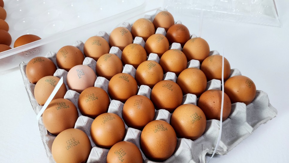 건강간식 압력밥솥 구운계란 만들기 훈제계란 맥반석계란 만드는법 계란요리