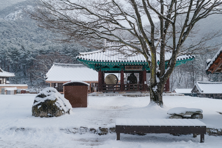 [변산반도국립공원] 전북 부안 내소사 전나무숲길 설경(12월)