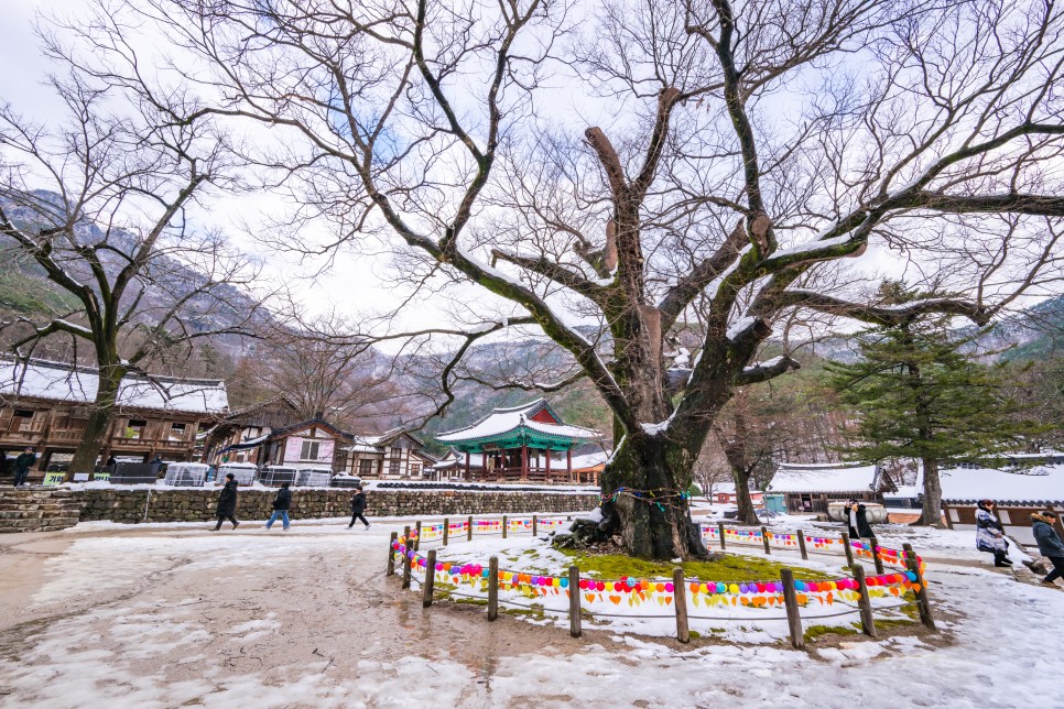 전북 여행 변산반도 국립공원 부안 내소사 겨울 설경 전나무 숲길