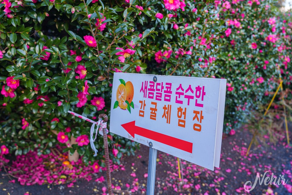 제주 서귀포 감귤체험 동백꽃 마노르블랑