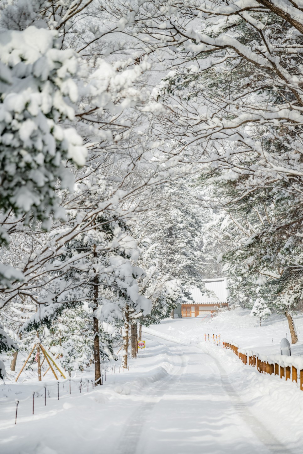 전북 여행 변산반도 국립공원 부안 내소사 겨울 설경 전나무 숲길