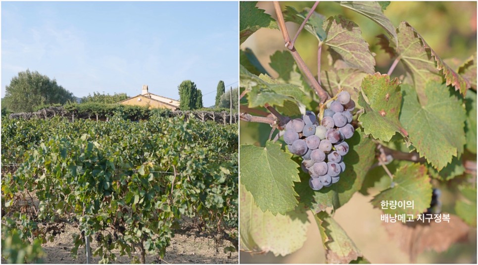 유럽 여행 코스 프랑스 아비뇽 유수 남부 와인 역사의 시작