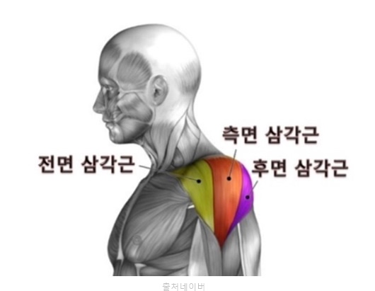 어깨 넓어지는 운동 루틴 전면 측면 후면 삼각근 덤벨 아령 숄더 프레스 사이드 레터럴레이즈 벤트오버 레터럴 레이즈