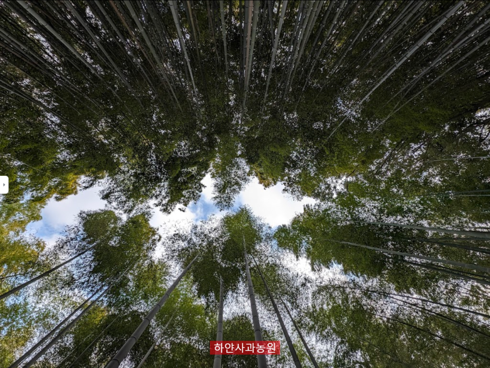 일본 교토 가볼 만한 곳 - 아라시야마(嵐山)와 노노미야 신사의 단풍과 대나무숲, 그리고 일본식 돈카츠 정식