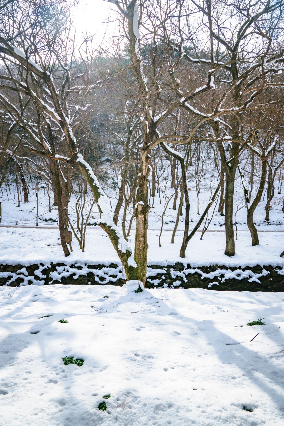 전남 영광 꽃무릇 명소 불갑사 겨울 눈 덮인 풍경
