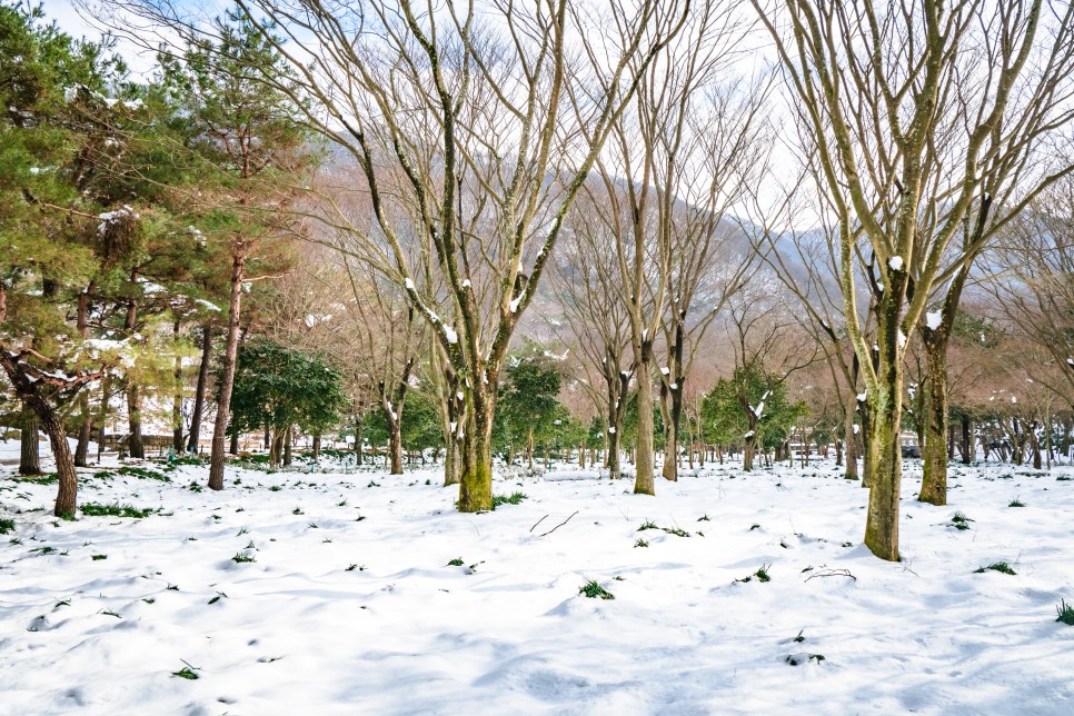 전남 영광 꽃무릇 명소 불갑사 겨울 눈 덮인 풍경