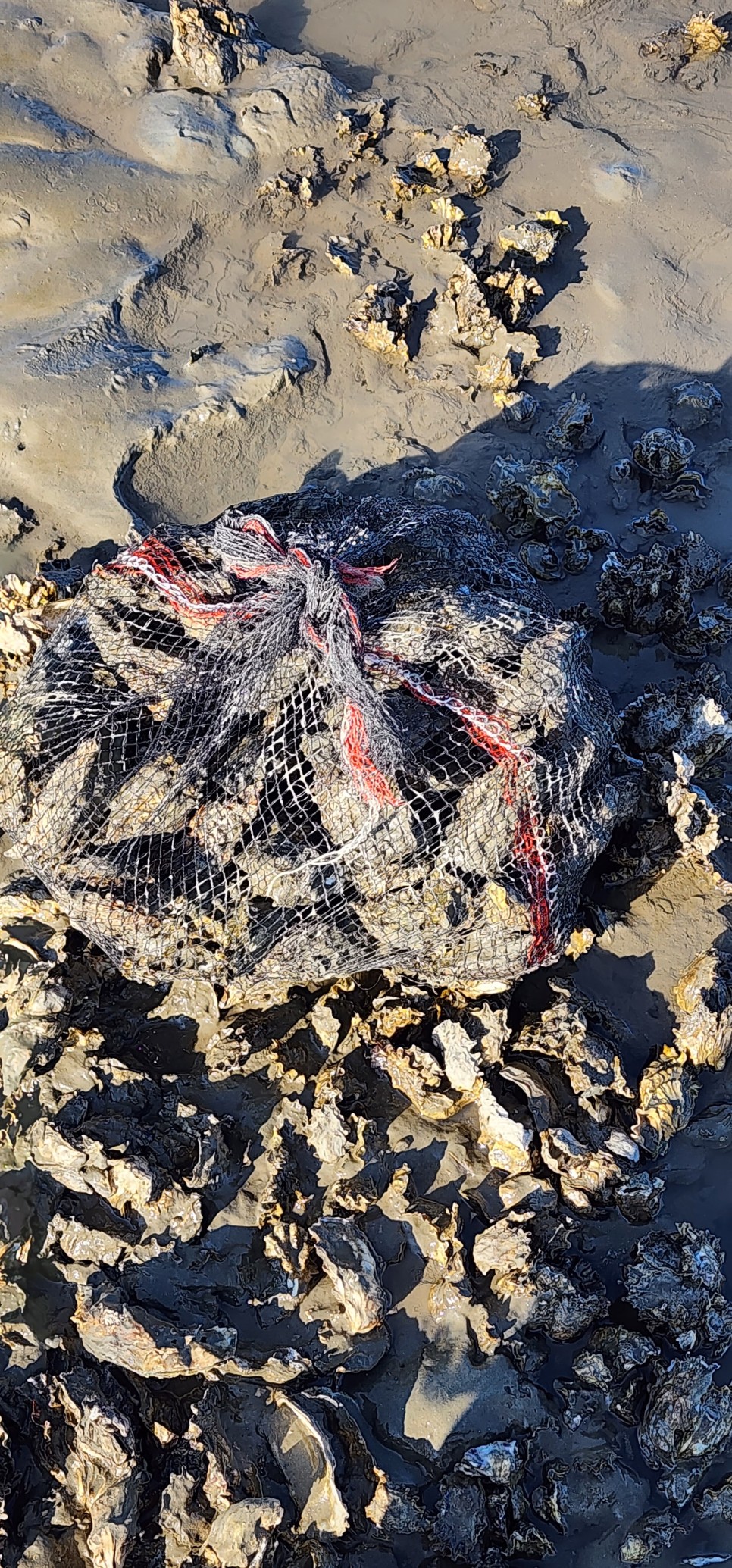 영종국제도시 하늘도시아파트 바로 앞 바다 자연산굴을 캐다