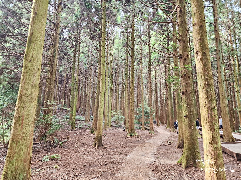 제주 사려니숲길 시간 짧은 코스 제주도 동쪽 무장애나눔길 삼나무 숲길