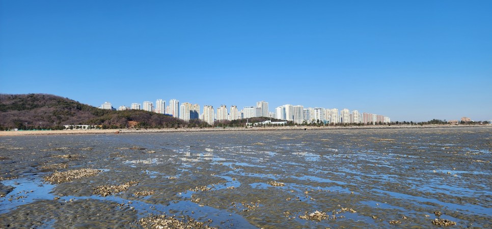 영종국제도시 하늘도시아파트 바로 앞 바다 자연산굴을 캐다