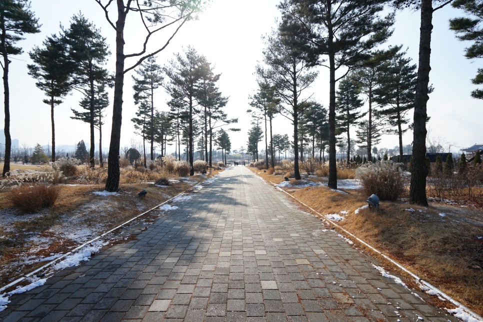 국립세종수목원 입장료, 관람시간, 주차장 등 겨울 세종시 가볼만한곳!