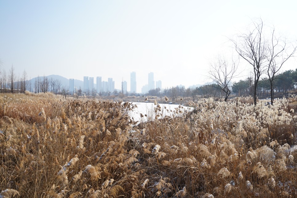 국립세종수목원 입장료, 관람시간, 주차장 등 겨울 세종시 가볼만한곳!