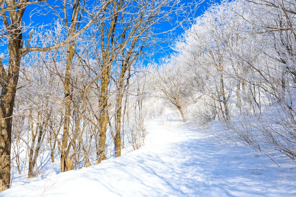 대관령 선자령 등산코스 평창 가볼만한곳 겨울등산 눈꽃 풍경