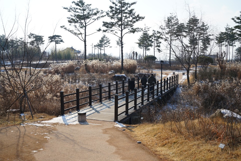 국립세종수목원 입장료, 관람시간, 주차장 등 겨울 세종시 가볼만한곳!