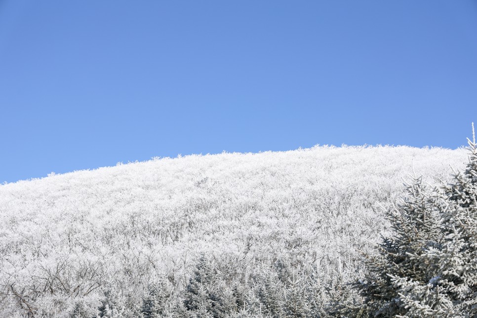 대관령 선자령 등산코스 평창 가볼만한곳 겨울등산 눈꽃 풍경
