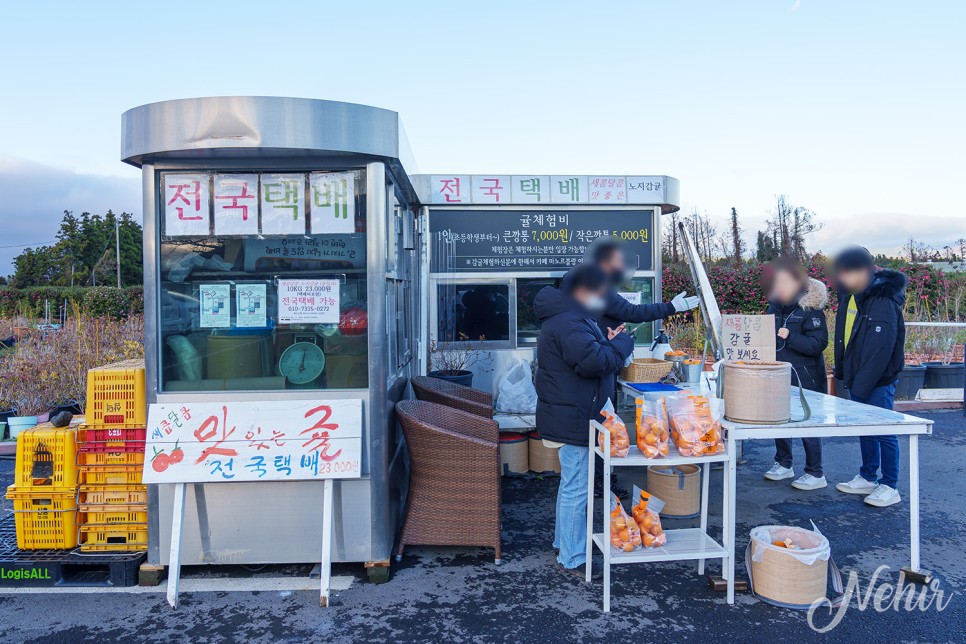 1월 제주도 가볼만한곳 놀거리 볼거리 겨울 제주도 여행