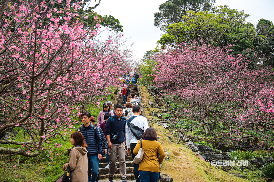 오키나와 여행 렌트카 코스 1월 2월 오키나와 날씨 일본 벚꽃 여행