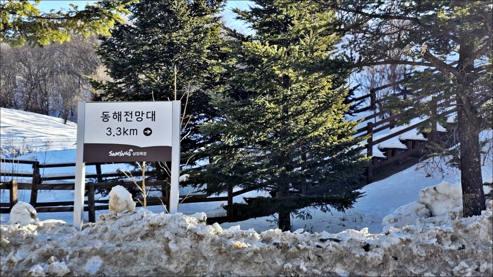 강원도 갈만한곳 평창 대관령 삼양목장 겨울데이트 눈구경 강원도 여행지 추천!
