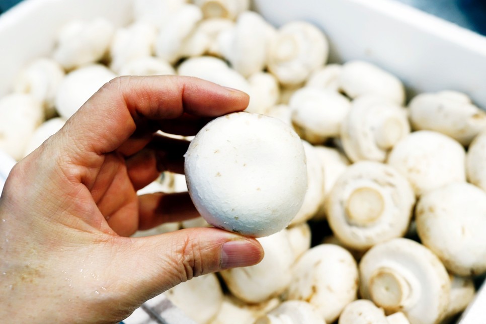 오믈렛 만들기 브런치 메뉴 버섯오믈렛 계란오믈렛 양송이버섯요리