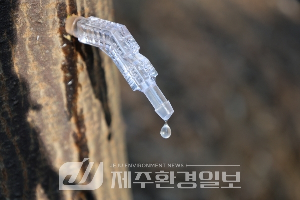 자연이 주는 선물, 고로쇠 수액 출수 시작!