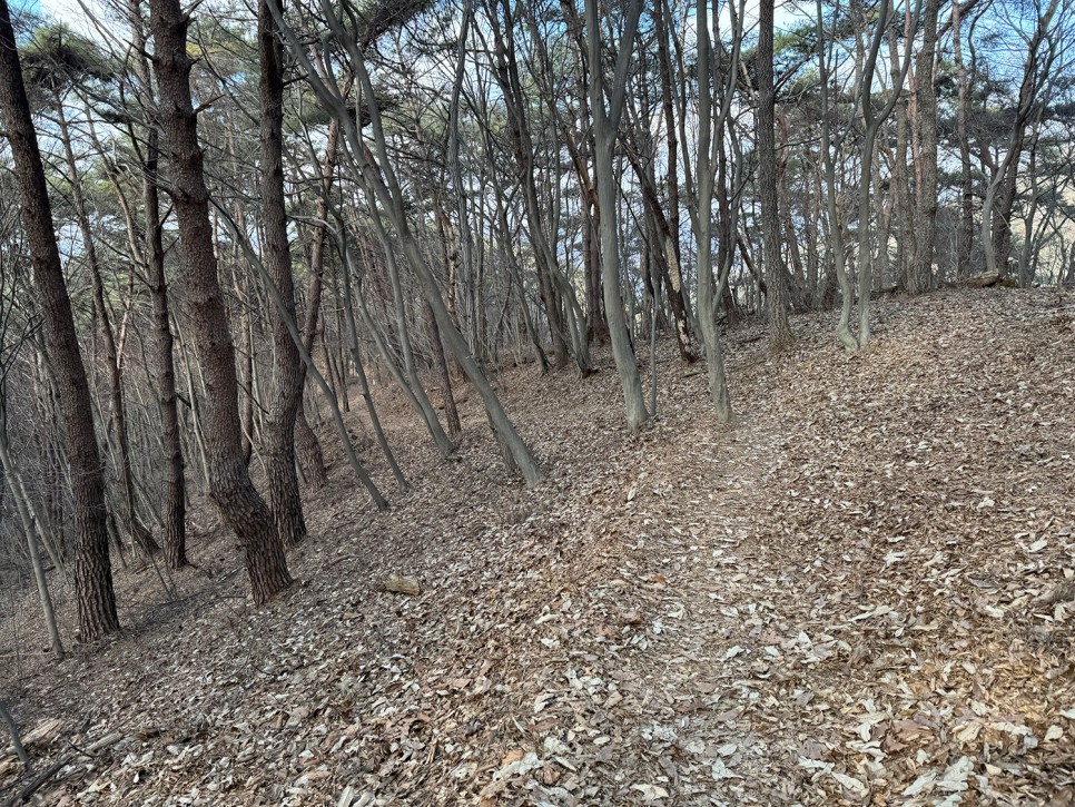 [297] 화순 백아산 (눈썰매장 출발 하늘다리 마당바위 코스)