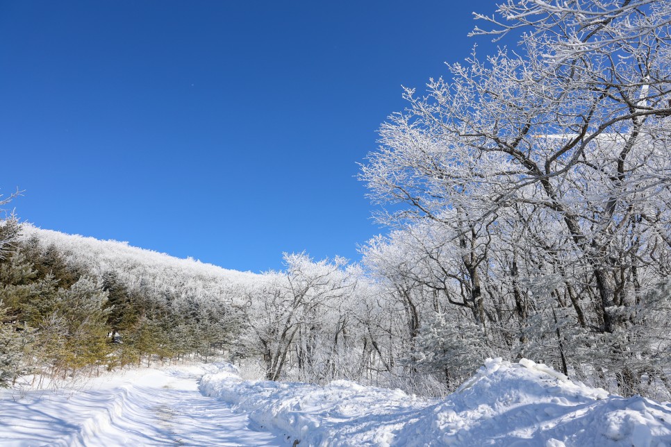 겨울 가볼만한곳 제주도 에서 강원도 까지 10곳의 겨울 명소 풍경