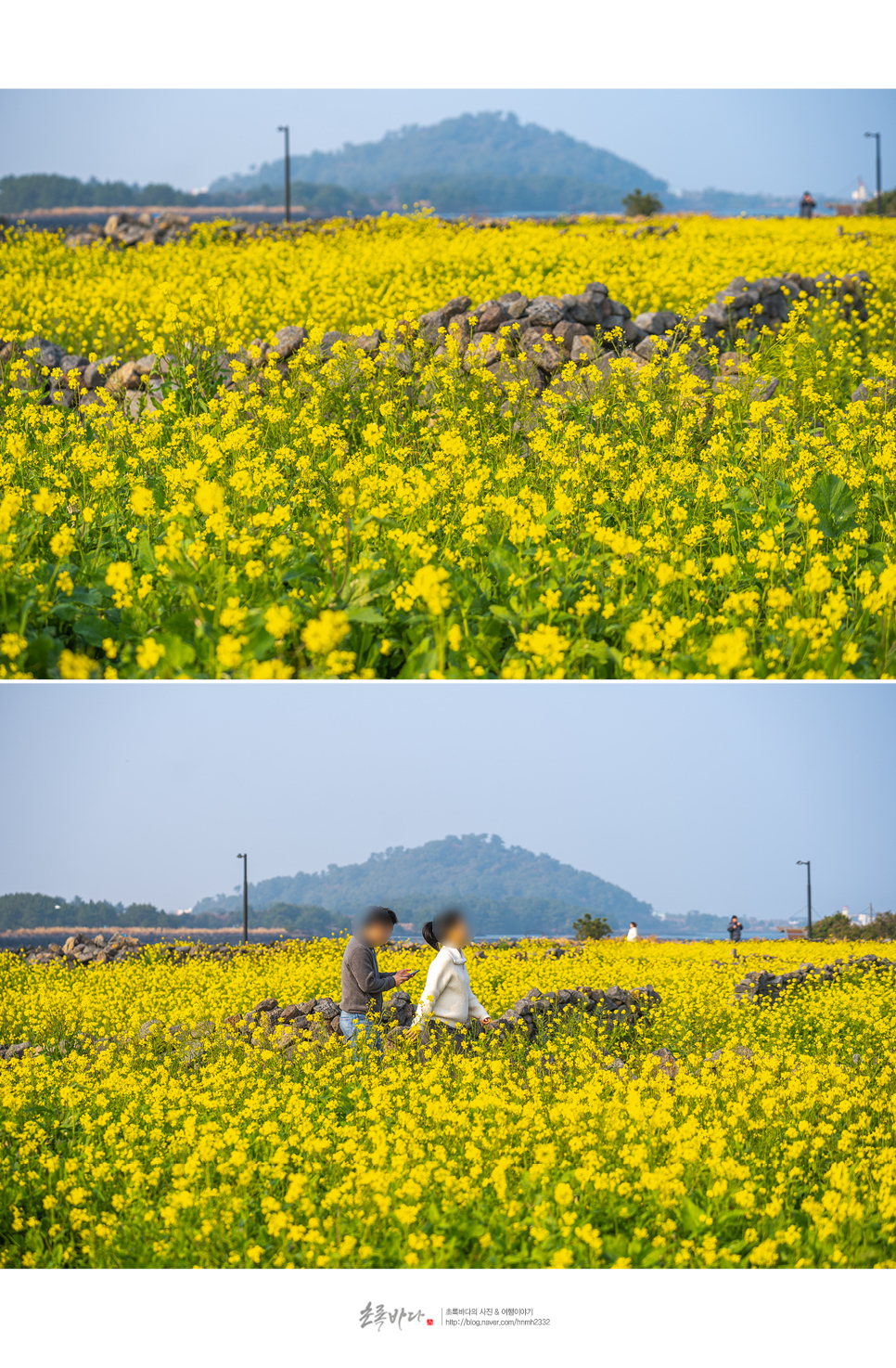 제주도 관광지 제주 성산일출봉 여행 유채꽃명소+먹거리