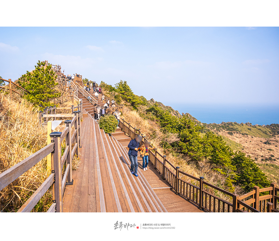 제주도 관광지 제주 성산일출봉 여행 유채꽃명소+먹거리