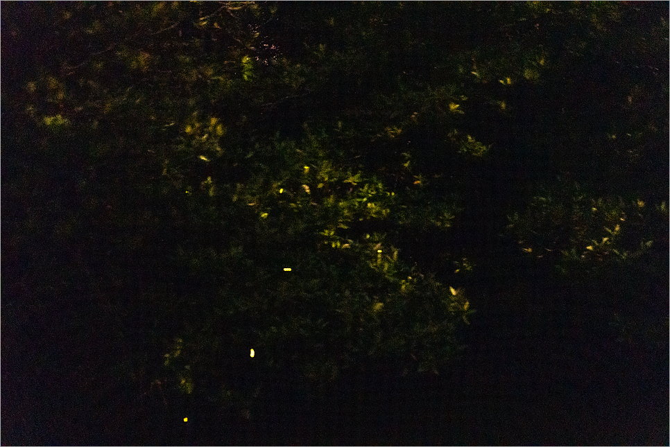 말레이시아 코타키나발루 반딧불투어 일정 선셋 코타비오비 패키지