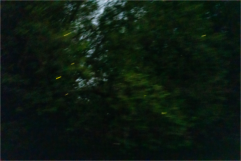 말레이시아 코타키나발루 반딧불투어 일정 선셋 코타비오비 패키지