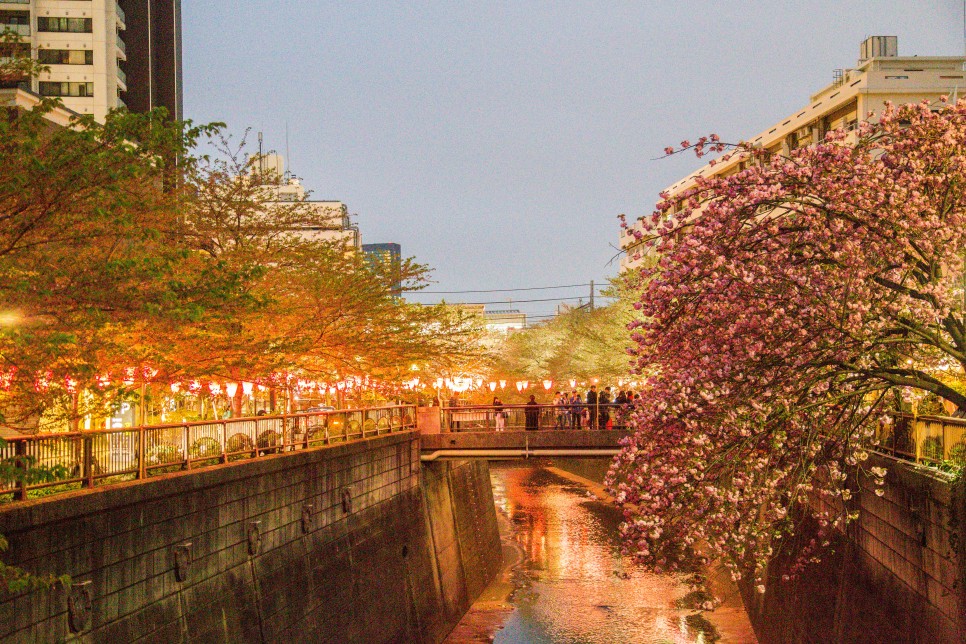 일본 도쿄 여행 하네다 항공권 예약 일본벚꽃 시기 도쿄벚꽃