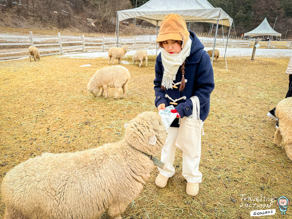 서울 근교 당일치기 여행 가평 양떼목장 주말 아이와 가볼만한곳