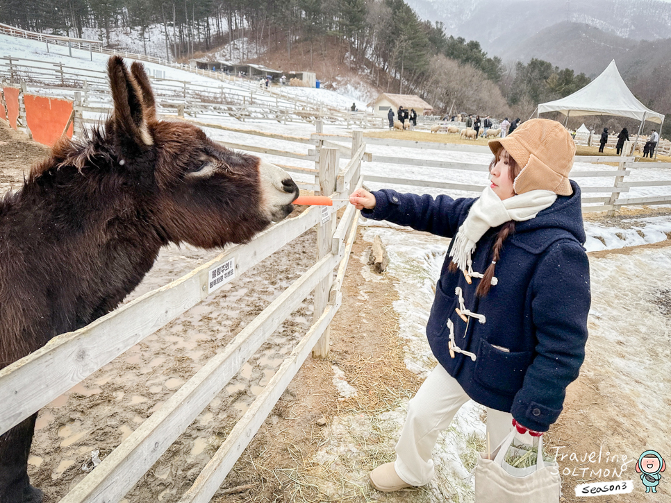 서울 근교 당일치기 여행 가평 양떼목장 주말 아이와 가볼만한곳