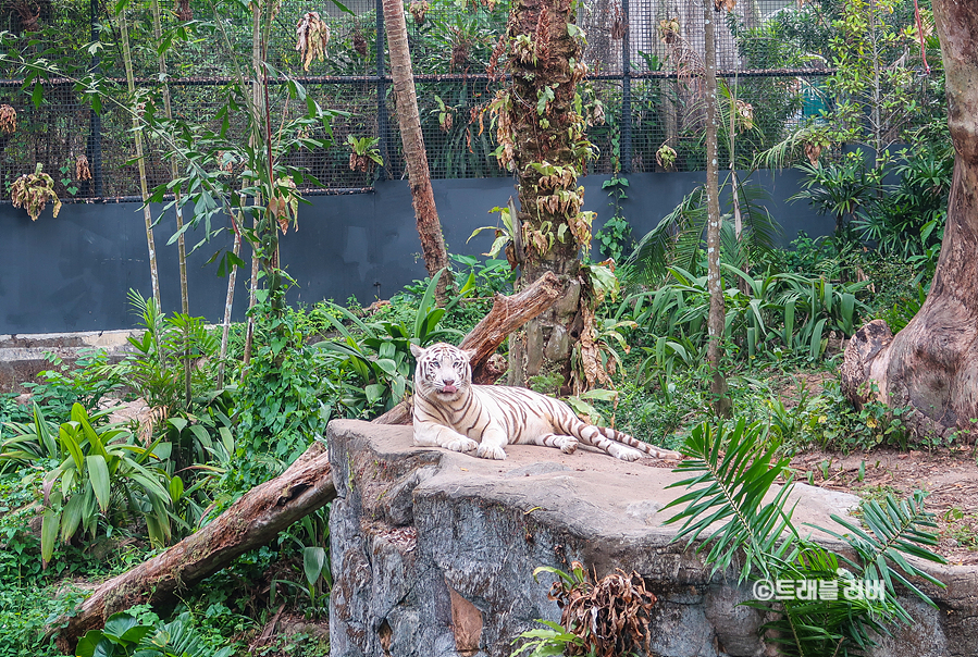 싱가포르 여행 가볼만한곳 싱가포르 동물원 프라이빗 셔틀