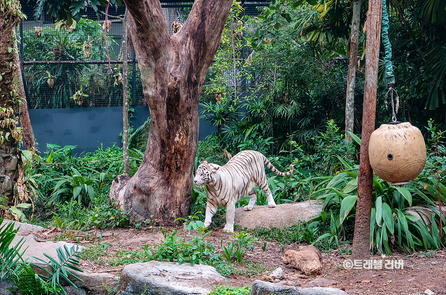 싱가포르 여행 가볼만한곳 싱가포르 동물원 프라이빗 셔틀