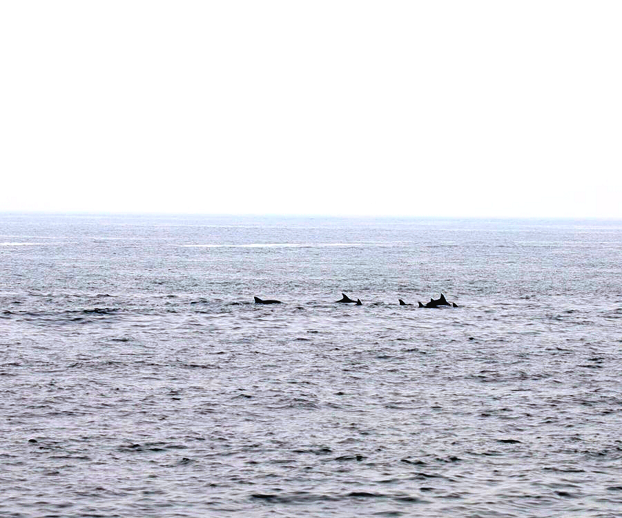 제주올레길 7코스 제주돌고래 스팟 제주남방큰돌고래떼 관찰 법환마을 법환포구 법환항 범섬