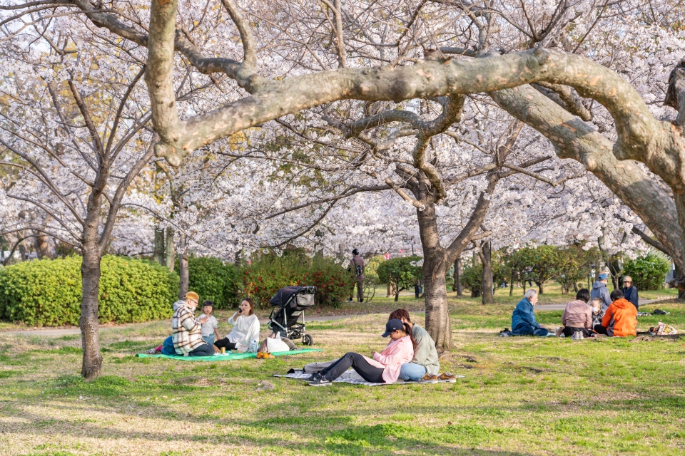 일본 오사카 여행 코스 : 오사카 비행기표 + 일본 벚꽃 명소