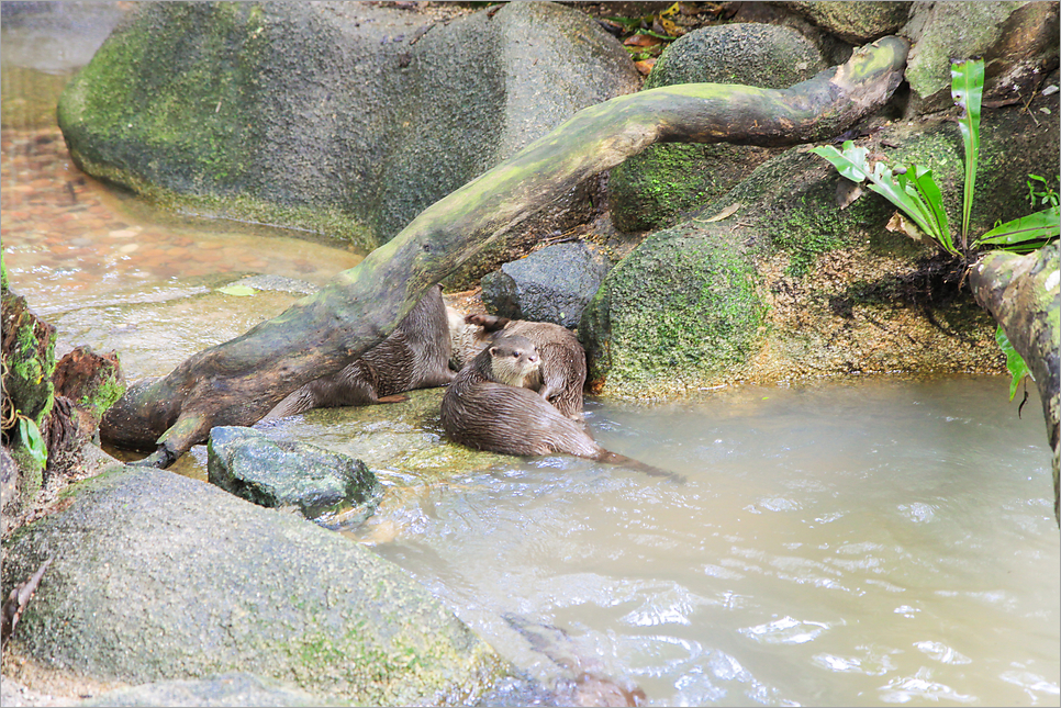 싱가포르 동물원 입장권 준비 아이랑 해외여행 싱가포르 자유여행