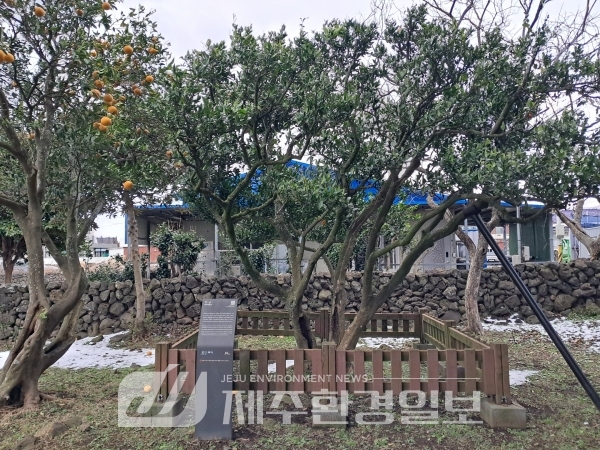 제주자연문화재돌봄센터, 대설·강풍 후 문화재 긴급 점검